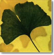 Ginkgo